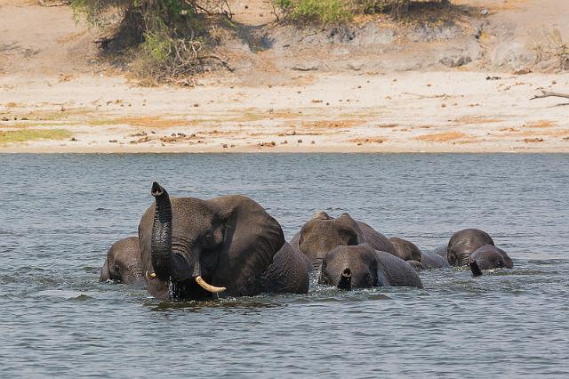 044 Botswana, Chobe NP.jpg